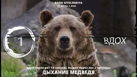 Дышащий медведь