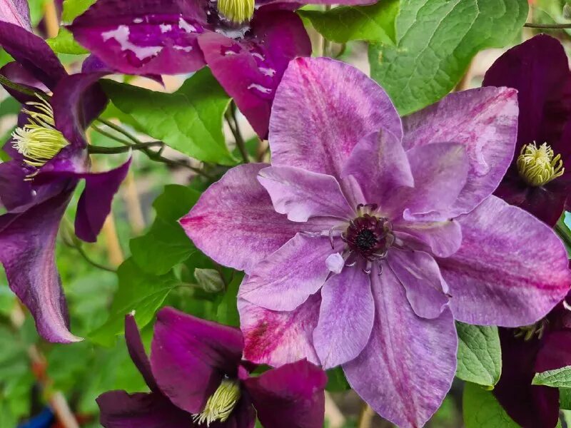 клематис супер кьют super cute. клематис aotearoa. клематис my darling. клематис (clematis super cute.