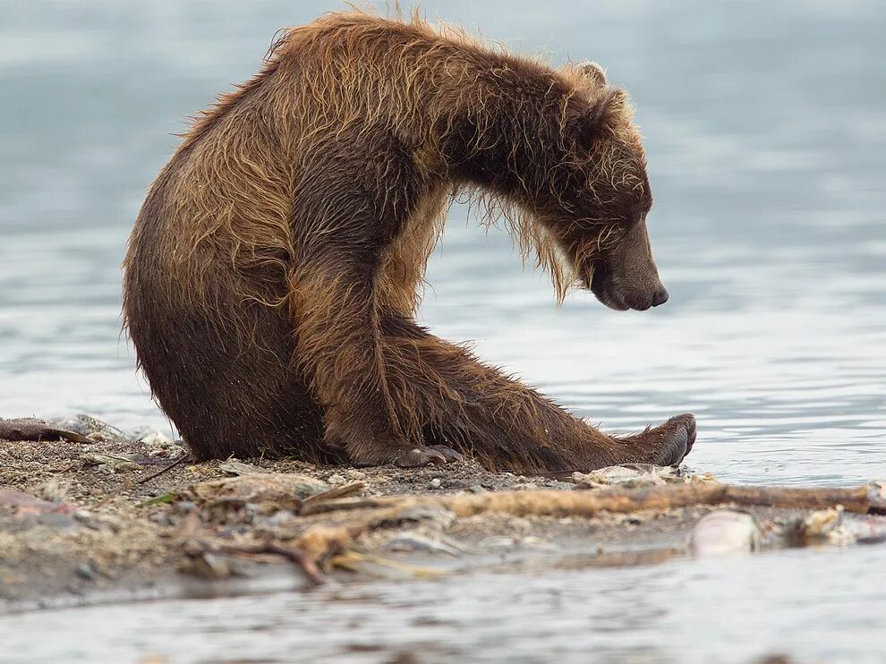 Bear life. Общероссийский фестиваль природы «Первозданная Россия». Фестиваль природы Первозданная Россия 2021. Худой медведь. Мокрый медведь.