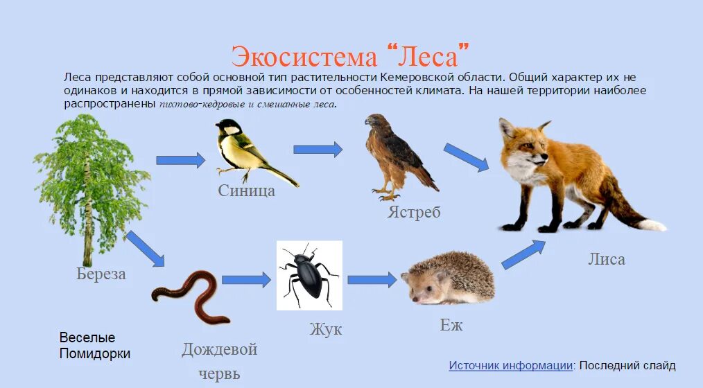 Пищевые цепи 5 6 звеньев. Биология 5 пищевые Цепочки.. Цепи питания лесного биогеоценоза. Пищевая цепочка в природе 9 класс биология. Пищевая цепочка леса 5 класс биология.