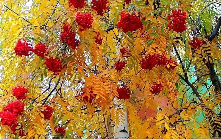 Осенний березовый лес. Березово-осиновый лес. Осень березы рябина. Береза клен рябина. Берёза и березка рябина и рябинка.