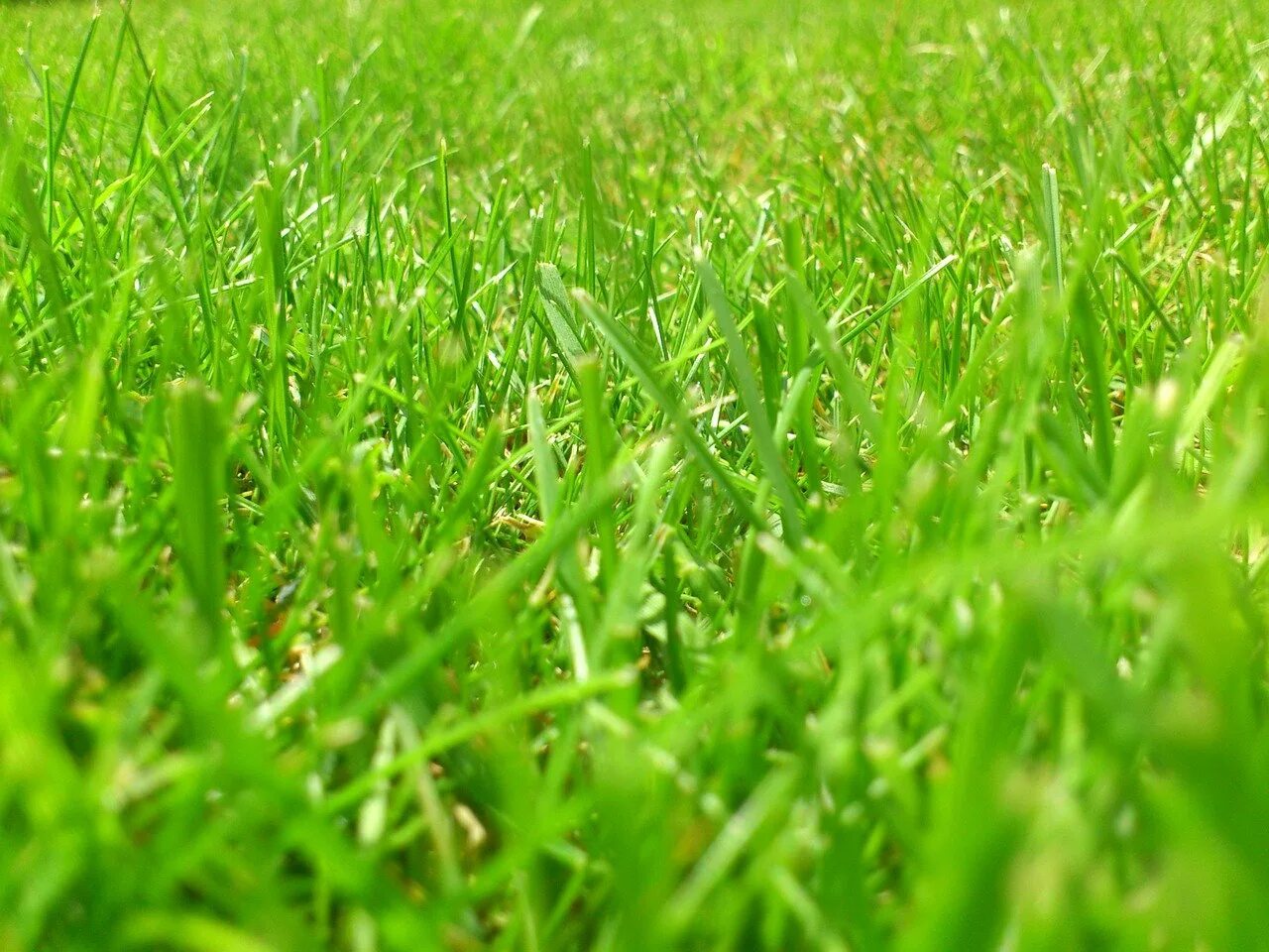 Трава зелена вопрос. Зеленая трава. Зеленый газон. Трава фон. Трава газон фон.