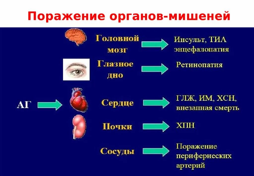 Органы-мишени при артериальной гипертензии. Поражение органов мишеней при гипертонической болезни. Органы мишени при артериальной гипертонии. Какие органы мишени поражаются при артериальной гипертензии.