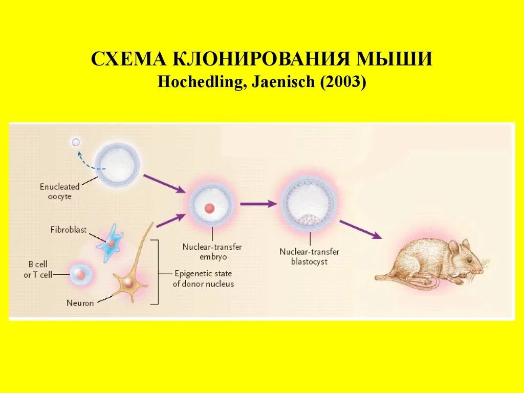 Клон клеток это. Клонирование. Клонирование мышей. Схема клонирования. Клонирование мышей схема.