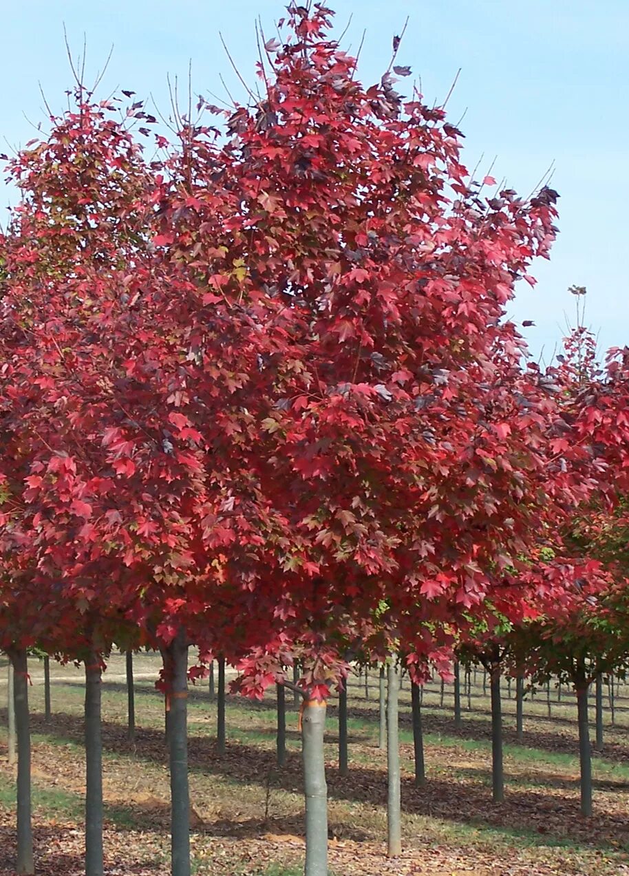 Дерево с красными листьями название. Клен красный Acer rubrum. Клён канадский краснолистный. Клен Ложноплатановый Атропурпуреум. Клен остролистный Fairview.