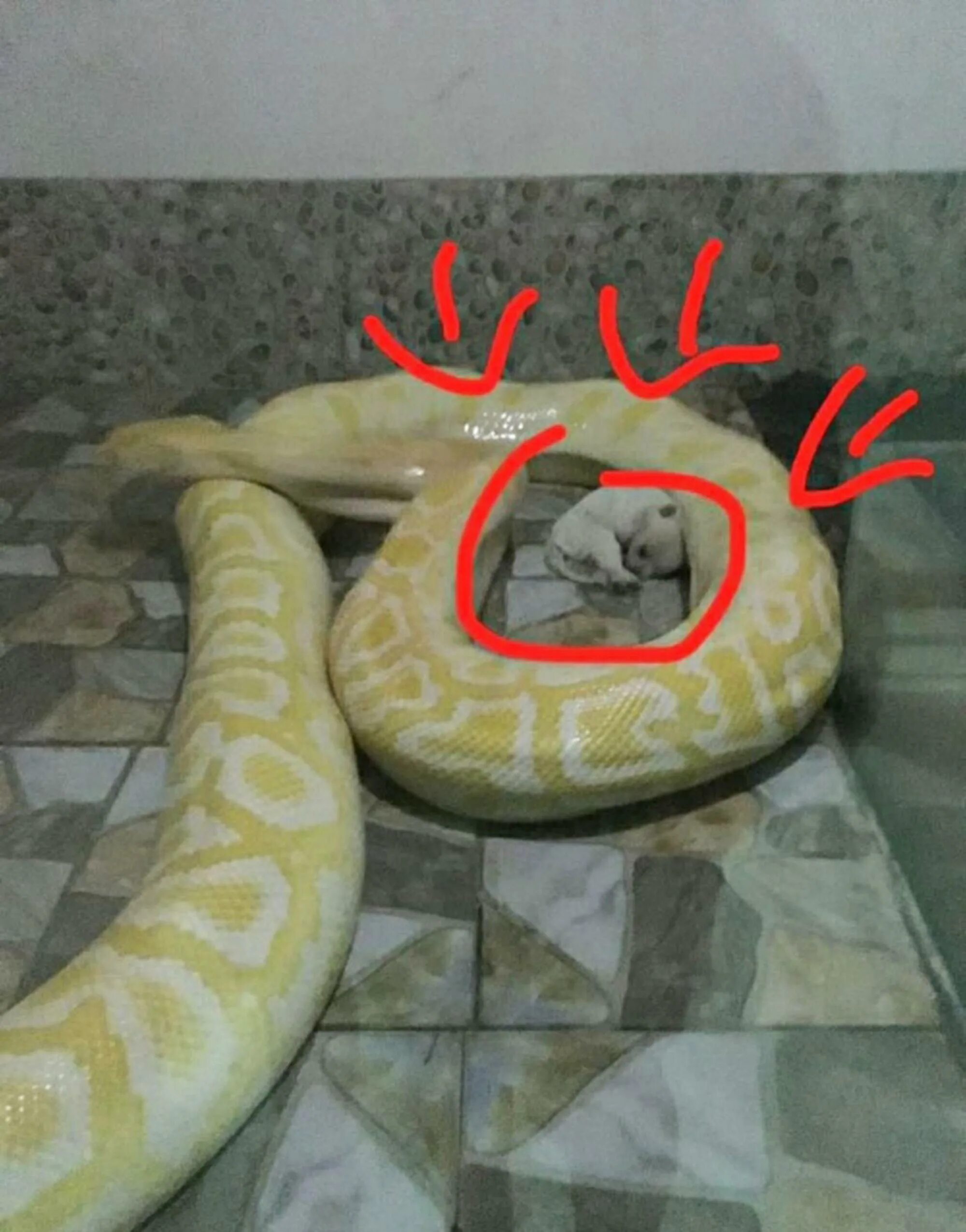 Archillect on Twitter Reptiles, Snake, Indian cobra