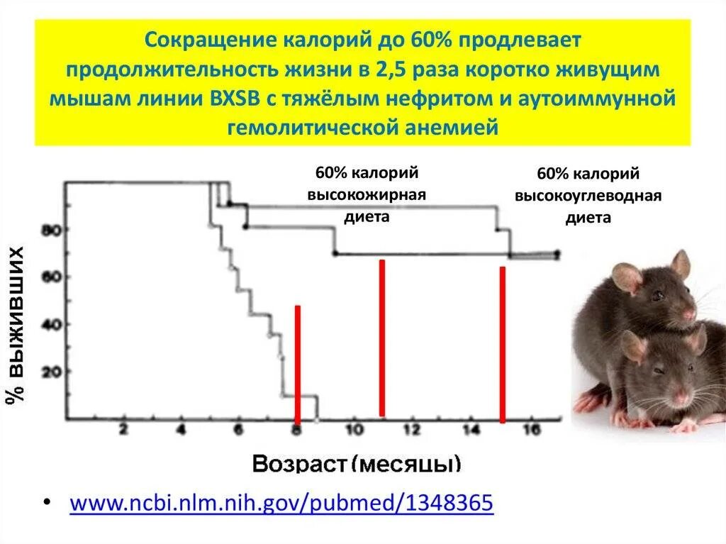 Продолжительность жизни мыши. Средняя Продолжительность жизни мышей. Мыши домашние Продолжительность жизни. Продолжительность жизни домашней крысы.
