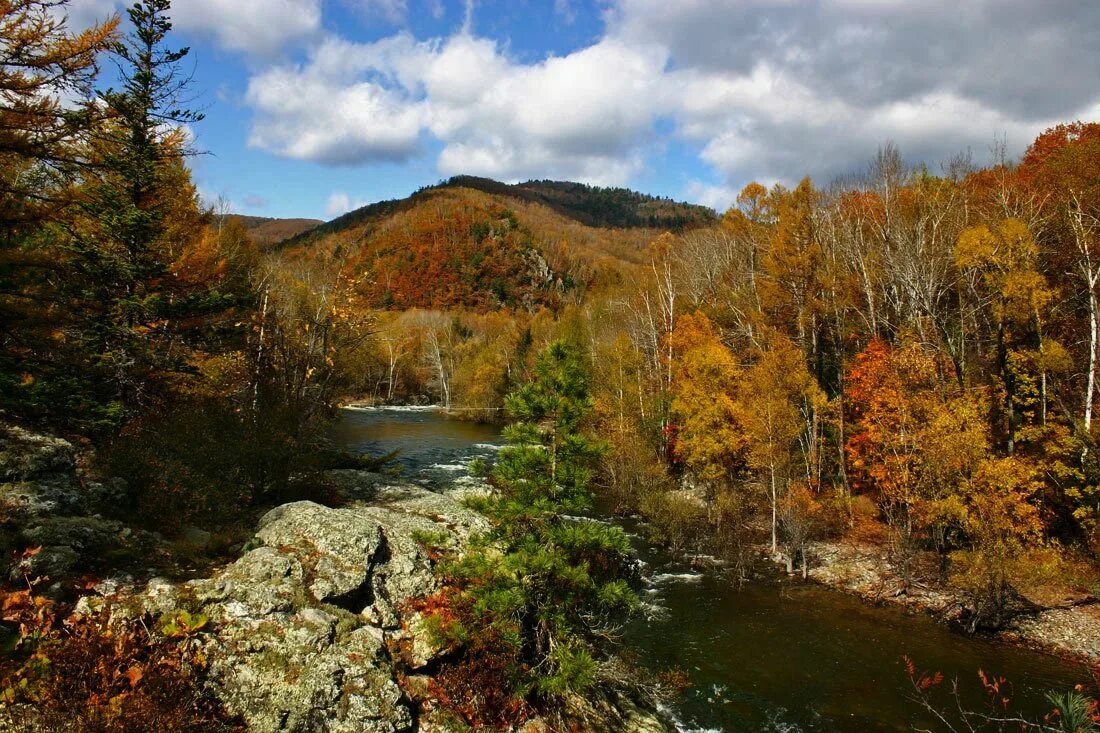 Стхлте алинбский зповденик. Стхлте алинбский зповденик. Приморский край горы сихотэ алиня. Сехотеалинский заповедник. Стхлте алинбский зповденик.