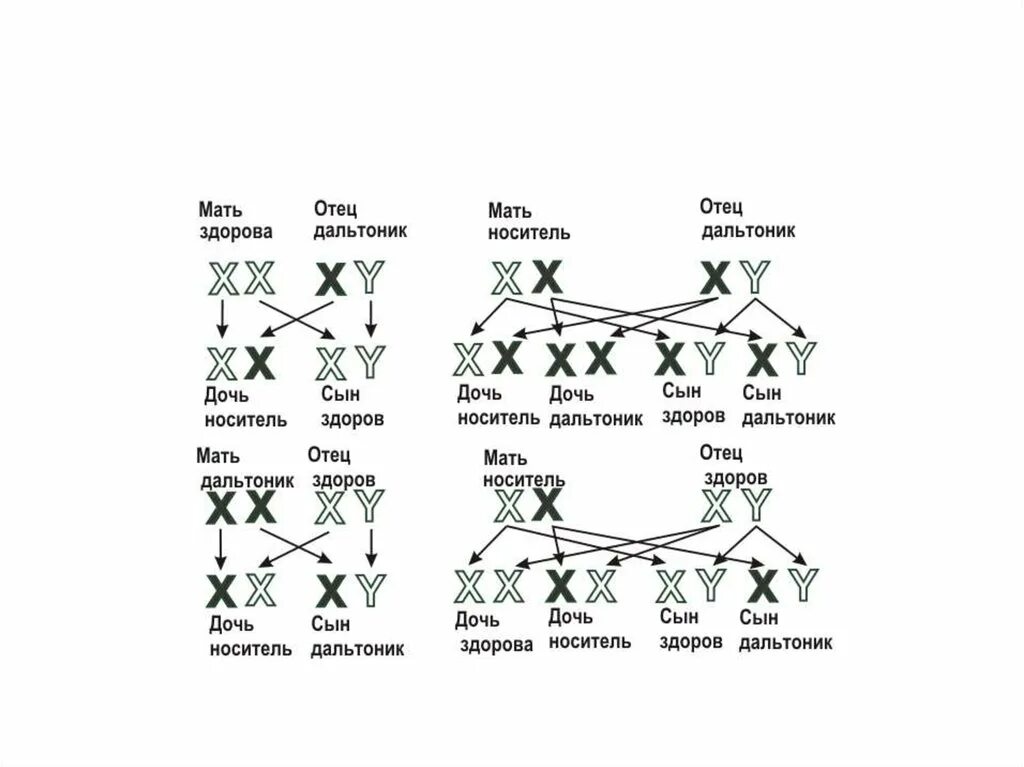 Девочка может страдать дальтонизмом если. Схема передачи Гена дальтонизма. Схема наследования дальтонизма. Дальтонизм генетика Тип наследования. Передача дальтонизма по наследству схема.