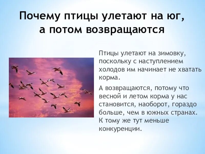 Почему птицы возвращаются обратно. Почему птицы улетают. почему птицы улетают на юг. почему птицы осенью улетают на юг. почему птицы улетают на юг картинка.