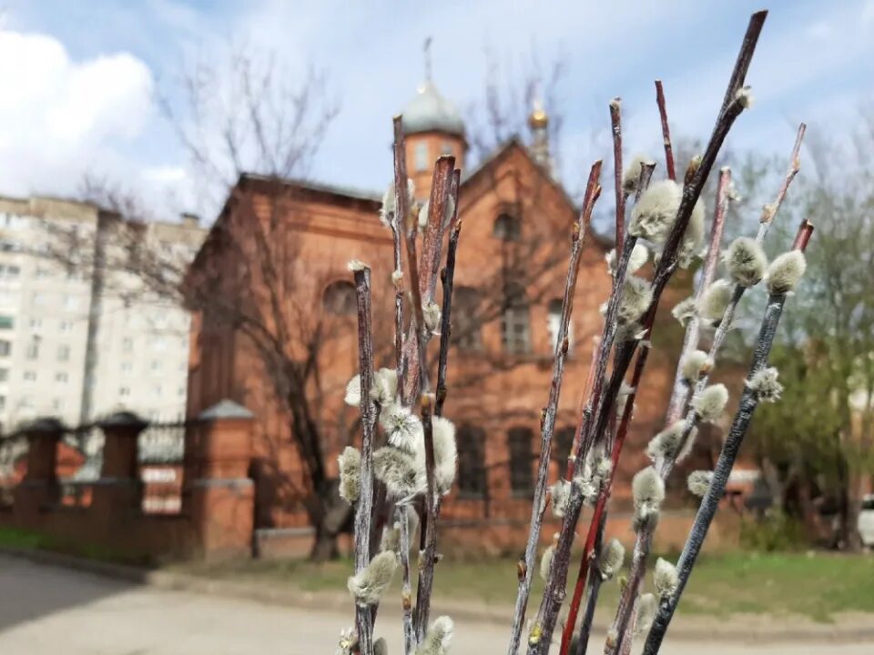 Можно ли освященную вербу