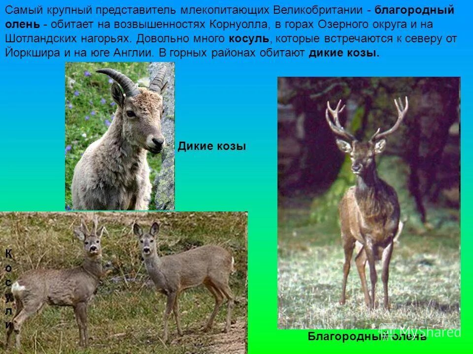 Крупнейший представитель млекопитающих. Животные и растения великобритании. Сообщение о млекопитающих животных. Белый медьведькрасная книга. Животные красной книги белый медведь.