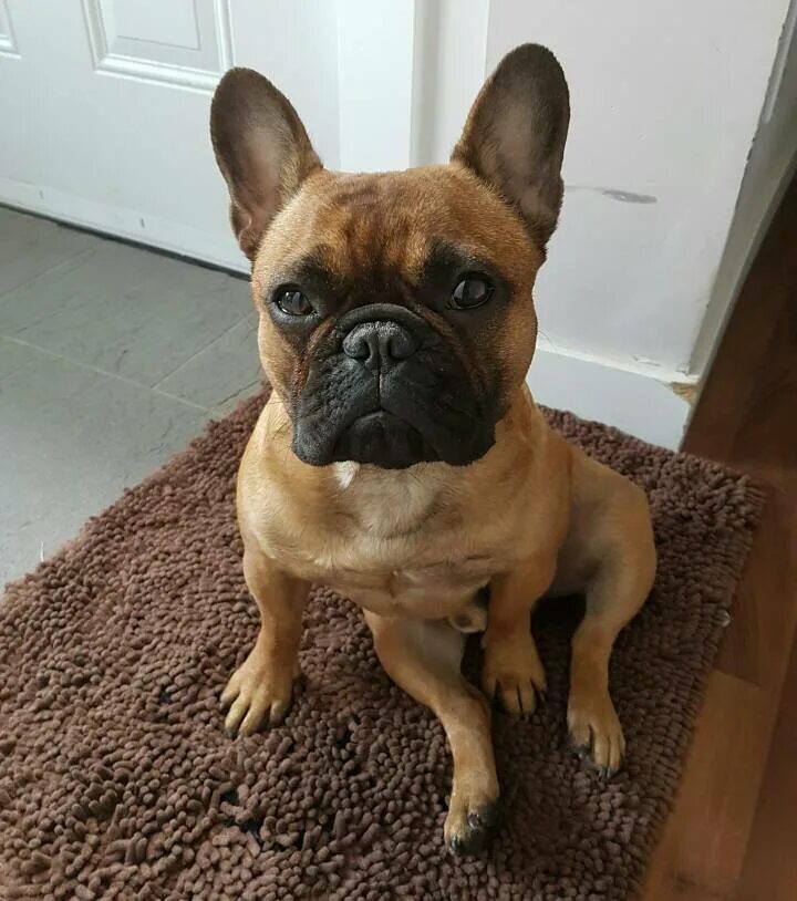 бульдог вес. тигровый бульдог. вес французского бульдога. уши французского бульдога стандарты. французский бульдог 10 кг.