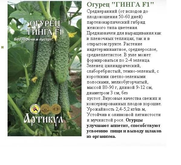 Сорт огурцов гинга отзывы. Огурец гинга ф1. огурец гинга f1 ганичкина. огурцы гинга f1 характеристика. огурец гинга f1 описание.