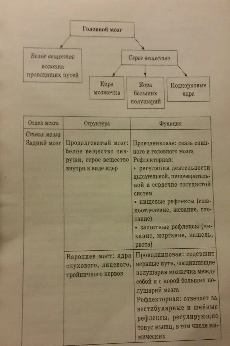 Строение и функции отделов головного мозга таблица. Строение и функции головного мозга таблица анатомия. Таблица название отдела головного мозга строение и функции. Отдел головного мозга строение функции таблица 8.