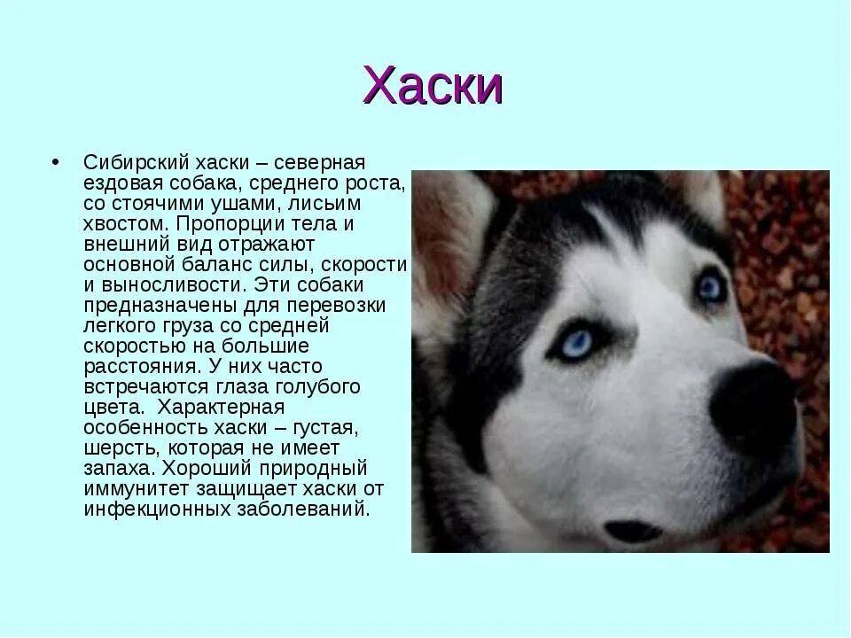 Имя для собаки породы