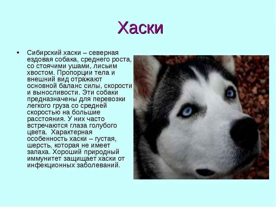 Название собак клички. Хаски собака описание. Сибирская хаски описание. Рассказ о породе собак хаски. Имена для собак хаски.