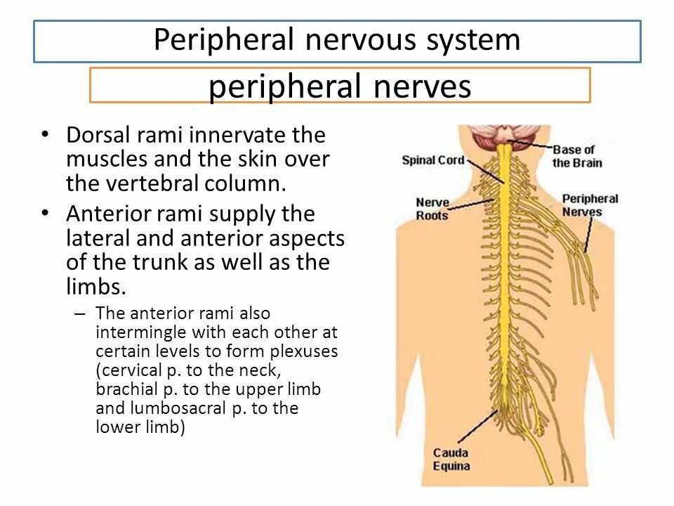 Nervous перевод. Nervous перевод. Nervous перевод. Nervous перевод. Peripheral nervous system functions.