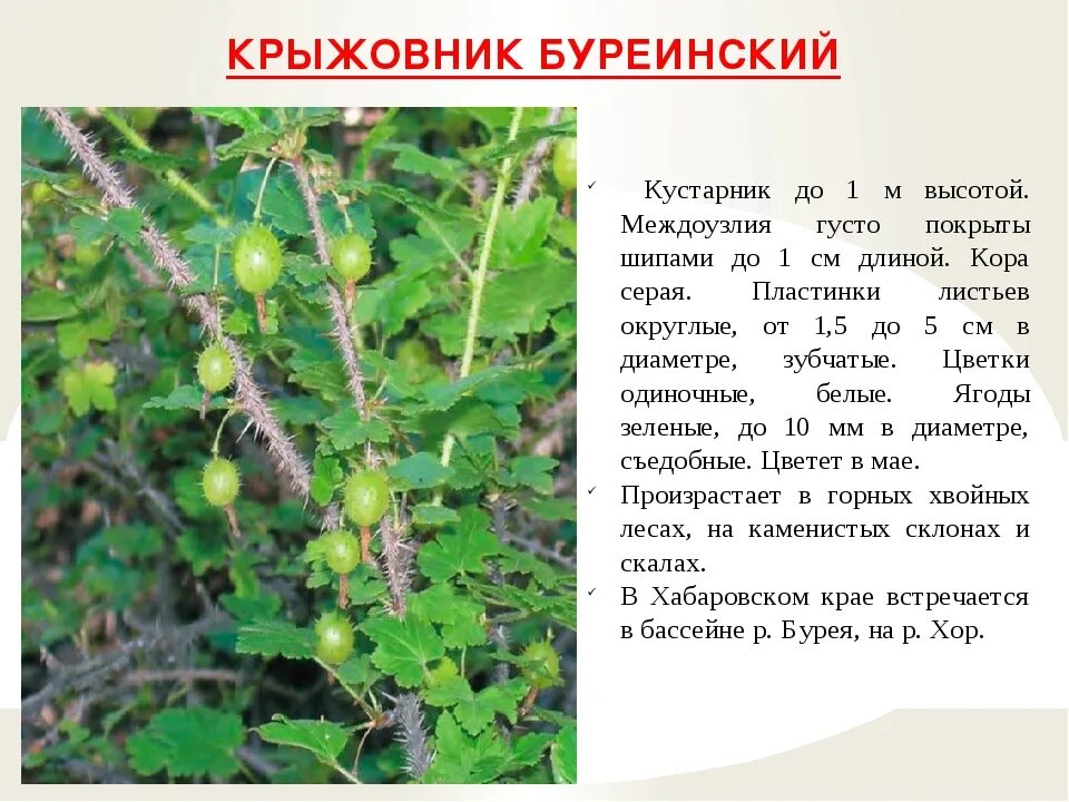 Подробное краткое содержание крыжовник. Крыжовник описание. краткая информация крыжовник. доклад о крыжовнике.