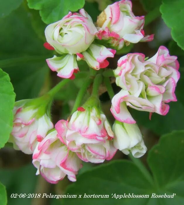 Бродмидоу мэджик роузбад. Пеларгония Fischers Appleblossom. Пеларгония Appleblossom Rosebud. Пеларгония Westdale Appleblossom. Пеларгония Appleblossom Splash.