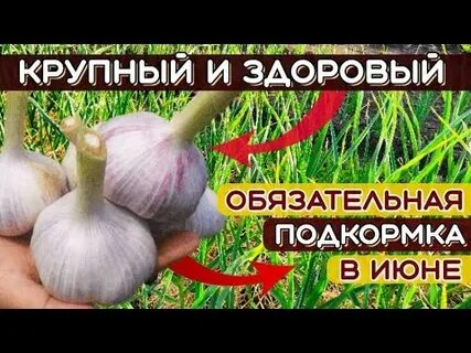 Подкормить чеснок в июне для крупной головки
