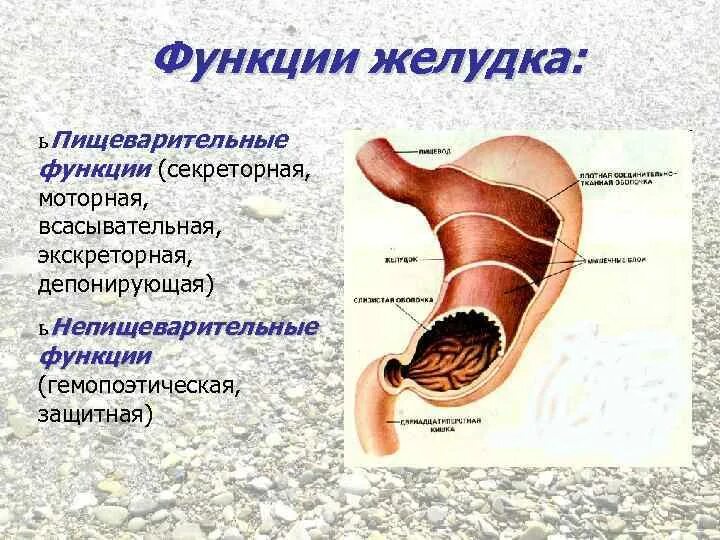 Пищеварительные функции желудка. Пищеварение в желудке функции желудка. Функции желудка в пищеварении. Пищеварение в желудке физиология кратко.