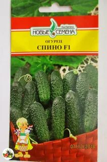 Огурец сорт спино