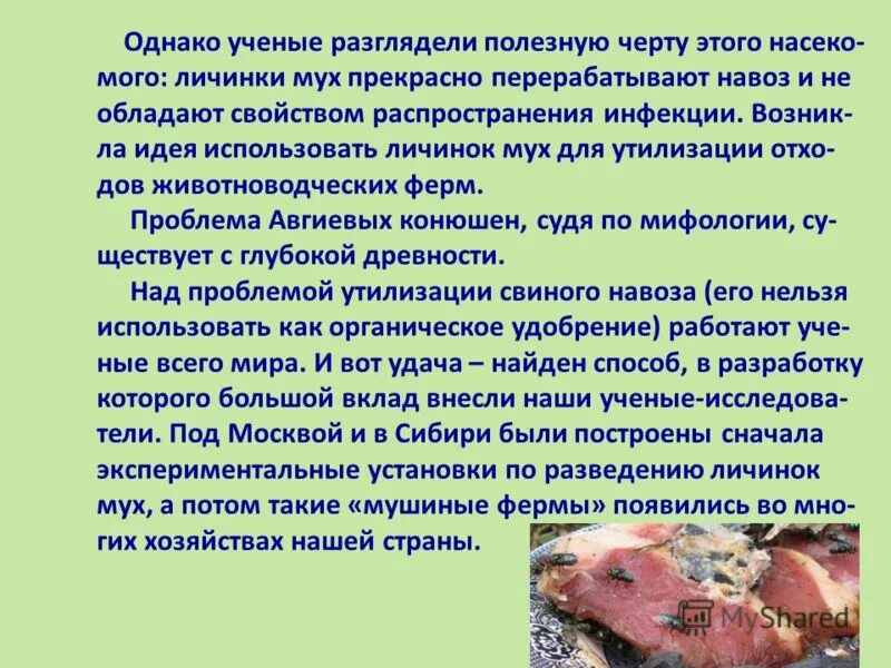 постановление правительства о личинках мух