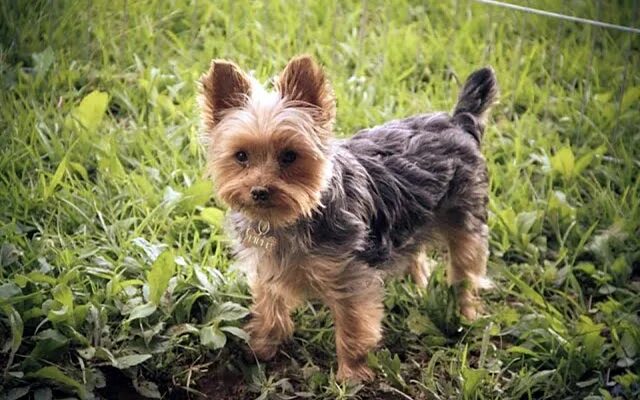 йорк на прогулке мини. йоркширский терьер на улице. бордер йоркширский терьер. йоркширский терьер. якширтерьерский терьер.