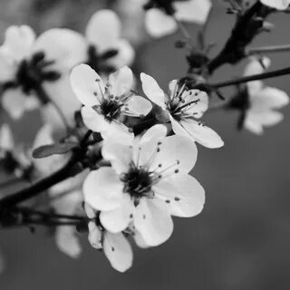 Black sakura
