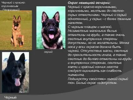 Немецкая овчарка описание породы характер