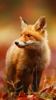 Foxs