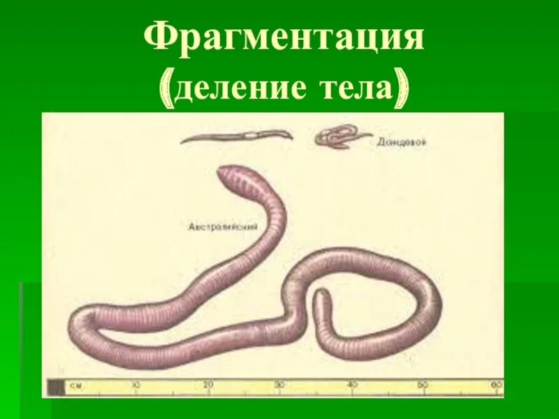 Фрагментация кольчатых червей. Фрагментация деление тела. Фрагментация примеры. Фрагментация червей. Тело червей разделено на