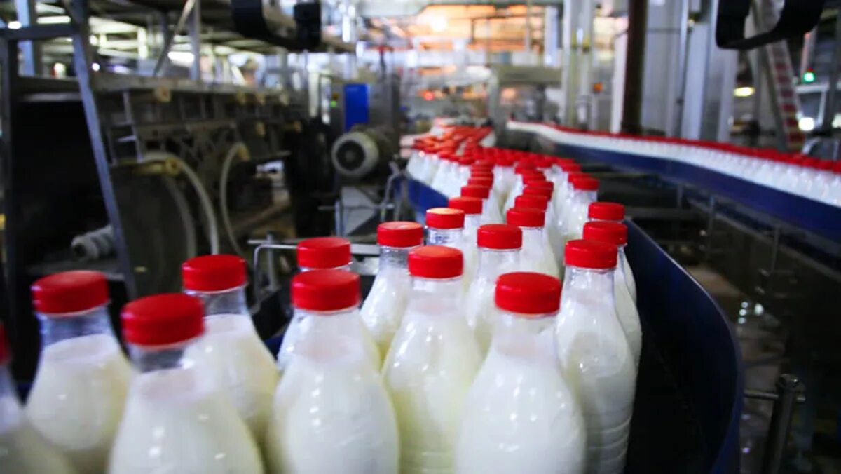 Молоко на конвейере. Производители молока в бутылках. Бутылки молока на конвейере. Молочная продукция России. Разлив молока в бутылки