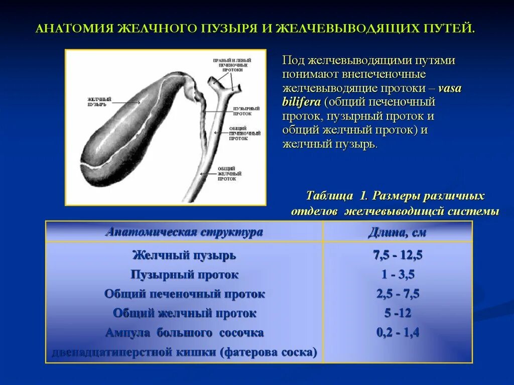 Сократительная функция желчного пузыря. Общий желчный проток диаметр в норме. Диаметр протоки желчного пузыря. Диаметр протоков желчного пузыря. Желчный пузырь норма.