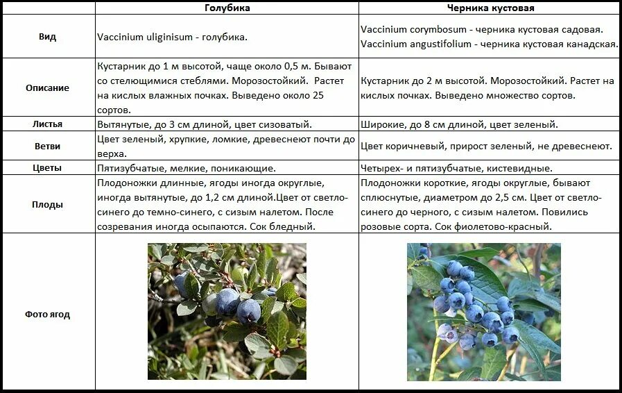 Строение куста голубики. Голубика описание. Описание сортов голубики. Голубика таблица сортов.