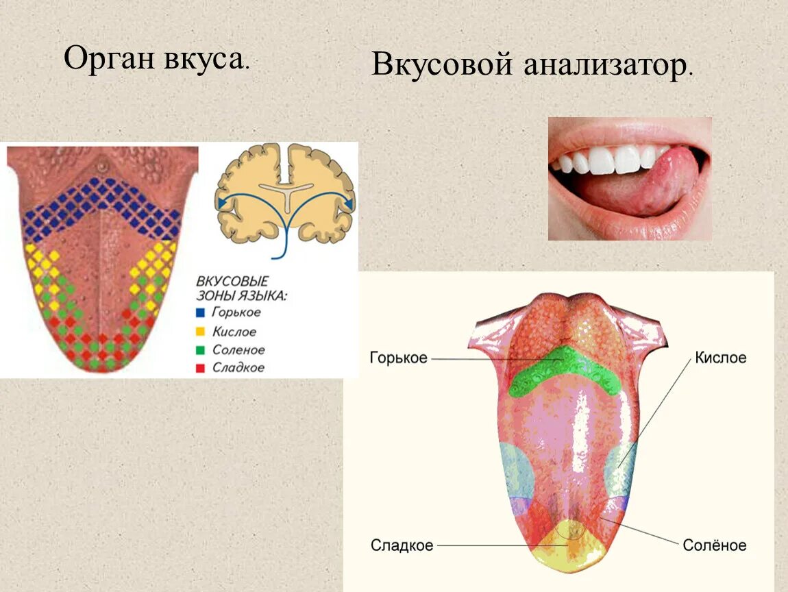 Какой участок языка воспринимает. Вкусовой анализатор анализатор строение и функции. Орган вкуса схема анализатора. Строение органов обоняния и вкуса. Орган вкуса вкусовой анализатор строение.