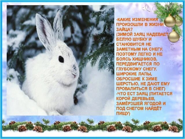 Сообщение о зайце зимой. Как заяц зимой живет. Как заяц меняет шубку. Как зимует заяц зимой. Где живет заяц зимой.