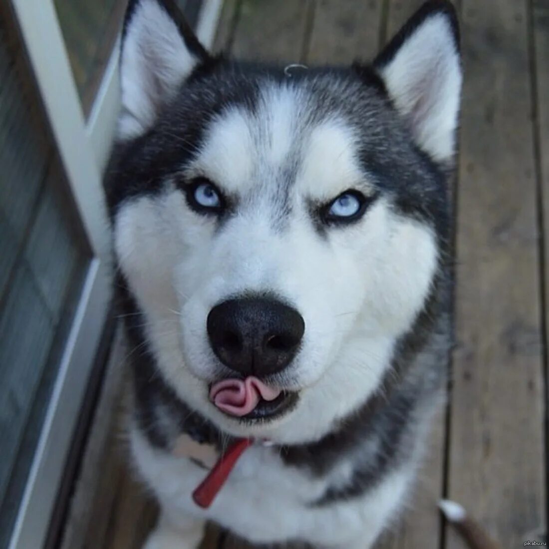 Ожиревшие хаски. Сибирский хаски злой. Злой хаски фото. Сибирский хаски хвост. Аляскинский маламут.