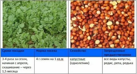 Какой сидерат посадить в октябре