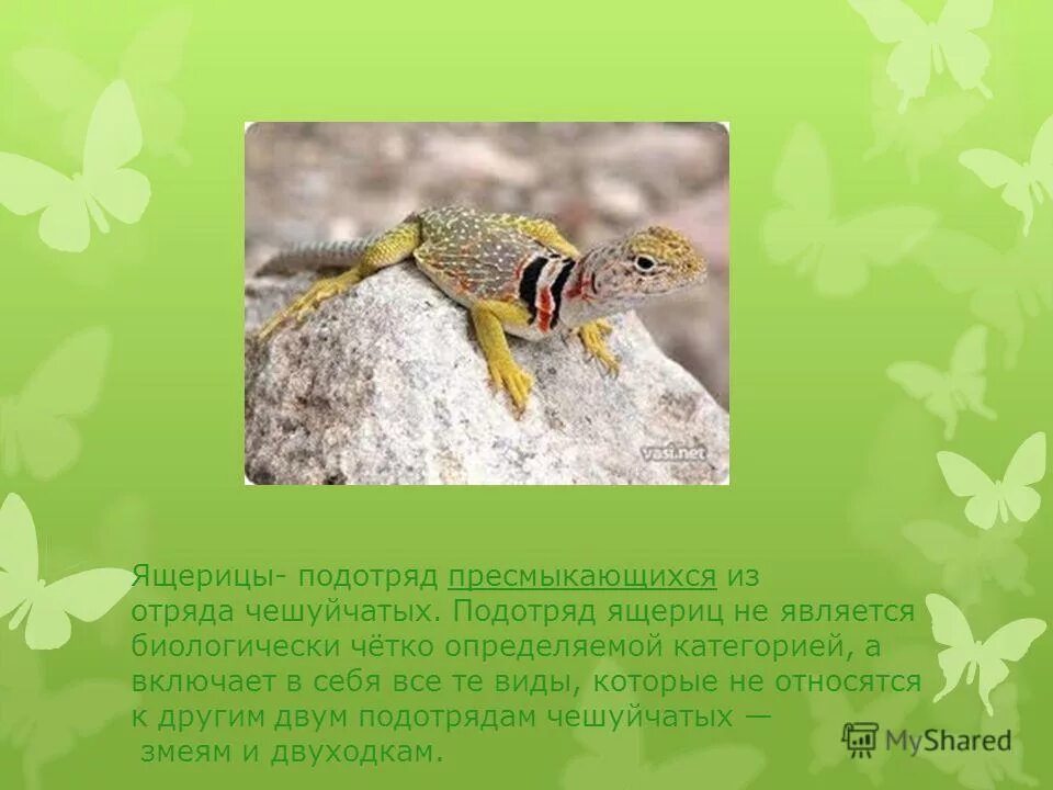 Ящерица основа слова