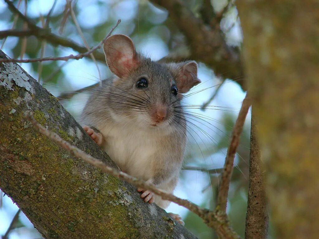 Животные похожие на мышь. Древесная крыса. Мышь на дереве. Лесная крыса. Животное похожее на мышь.
