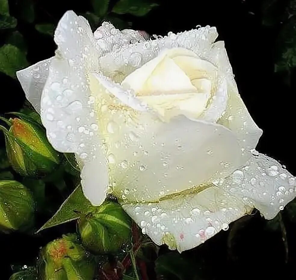 плачьте белые розы