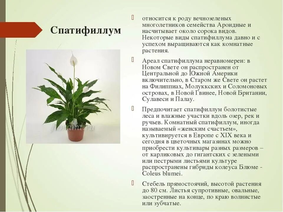 Спатифиллум содержание. Комнатное растение спатифиллум. спатифиллум ядовитое растение.