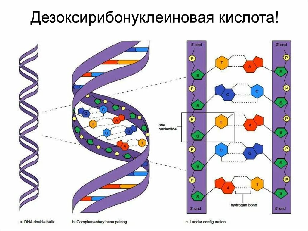 Нарисуйте схему строения днк. Строение днк рисунок. Первичная структура днк схематично. Схематическое строение молекулы днк. Схема строения днк.