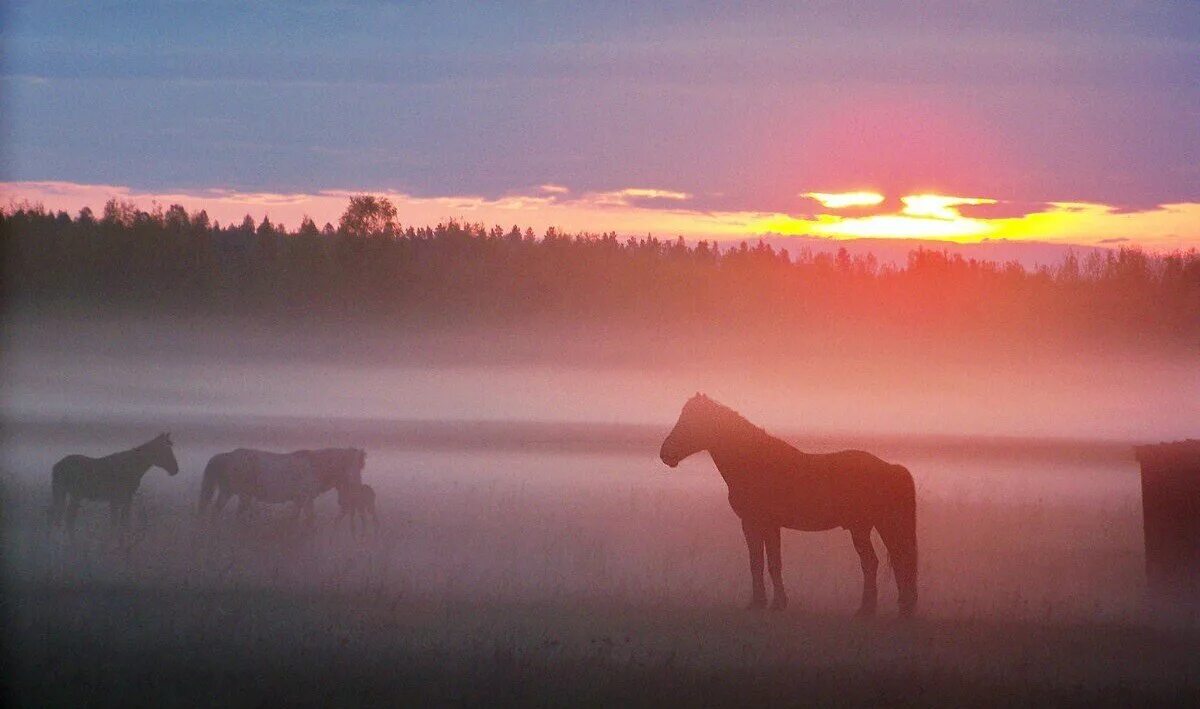 Конь на рассвете. Лошадь в поле. Лошади на закате. Лошади в тумане на рассвете.