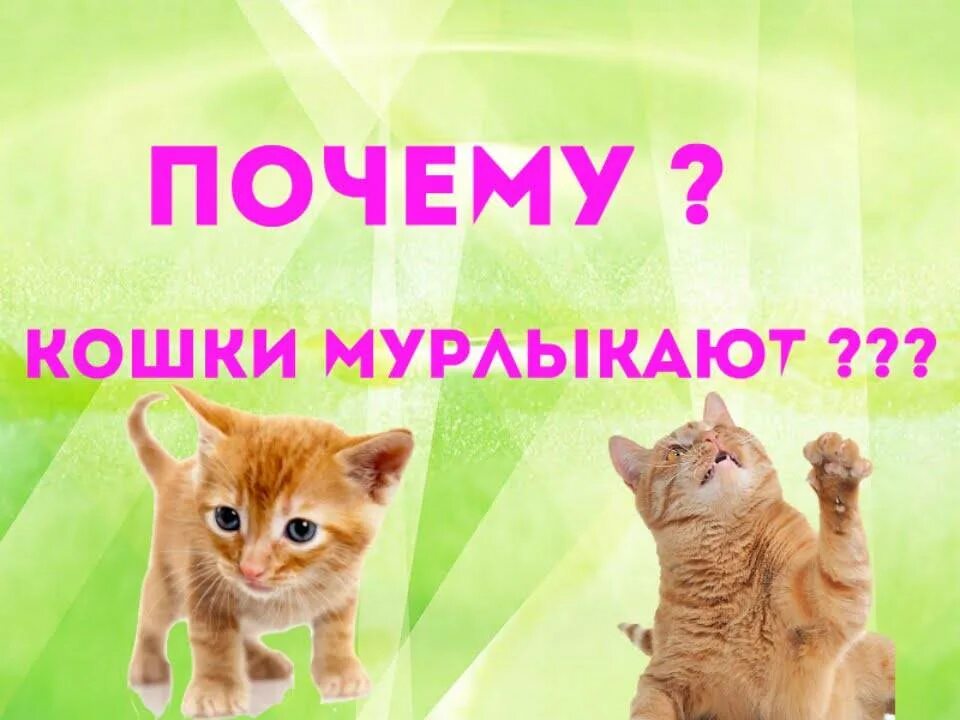 Почему котята мурчат. Кошка мурлычет. Почему кошки мурлыкают. Почему кот мурчит. С помощью чего коты мурчат.