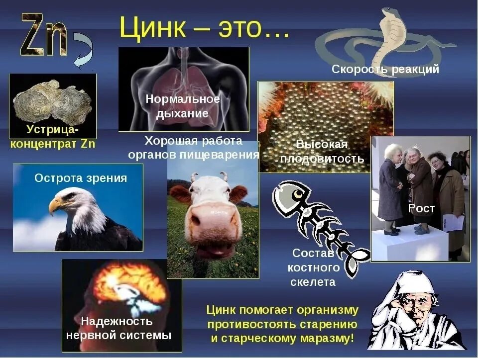 Биологическая роль цинка в организме. Биологическая роль цинка в организме. Медико биологическая роль цинка. Биологическая роль цинка. Медико-биологические свойства соединений цинка.