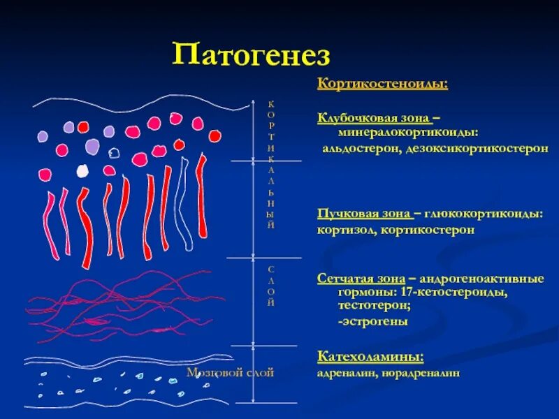 Сетчатая зона. Клубочковая зона минералокортикоиды. Гормоны клубочковой зоны коры надпочечников - минералокортикоиды. Альдостерон клубочковая зона. Пучковая зона гормоны.