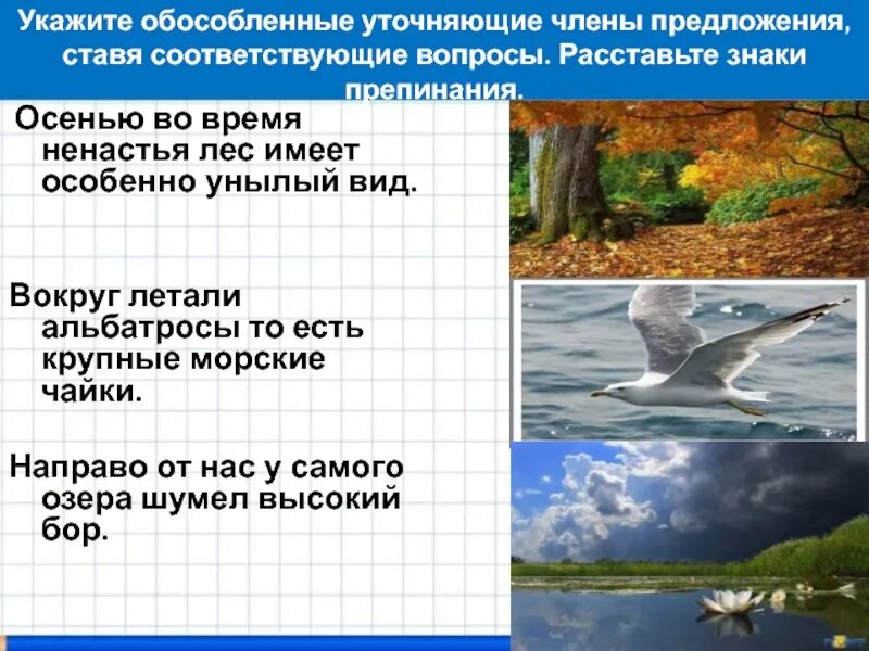 Осенью во время ненастья лес имеет